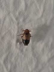 Kosswigianella exigua