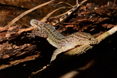 Gymnodactylus darwinii