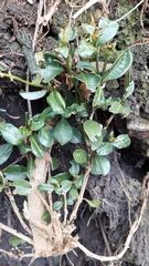 Palicourea boqueronensis