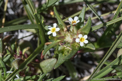 Gymnosteris parvula