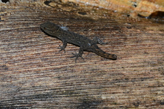 Gymnodactylus darwinii