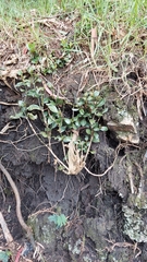 Palicourea boqueronensis