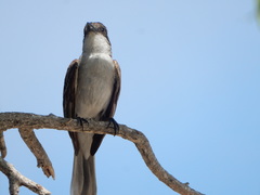 Tyrannus caudifasciatus taylori