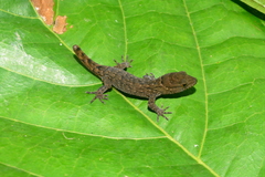 Gymnodactylus darwinii