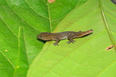 Gymnodactylus darwinii