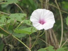 Ipomoea batatas