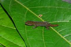 Gymnodactylus darwinii