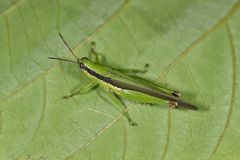 Gesonula punctifrons