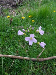 Cardamine pratensis