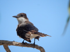 Tyrannus caudifasciatus taylori