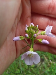 Cardamine pratensis
