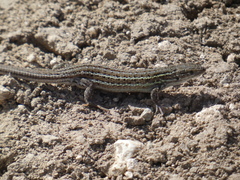 Psammodromus hispanicus