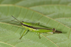 Gesonula punctifrons
