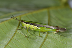 Gesonula punctifrons