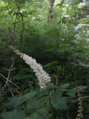 Actaea elata
