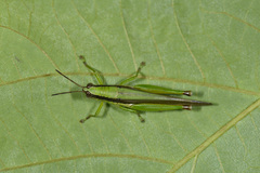 Gesonula punctifrons