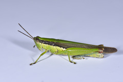 Gesonula punctifrons