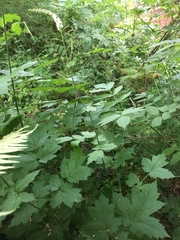 Actaea elata