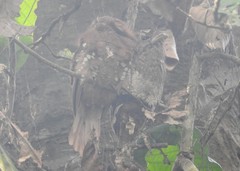 Batrachostomus moniliger