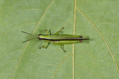 Gesonula punctifrons