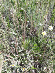 Plantago serraria