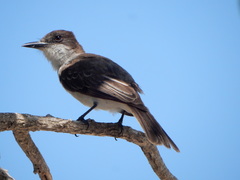 Tyrannus caudifasciatus taylori