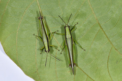 Gesonula punctifrons