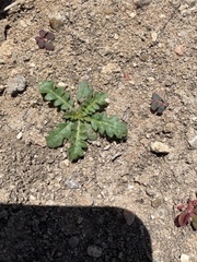 Phacelia integrifolia