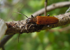 Sparedrus testaceus