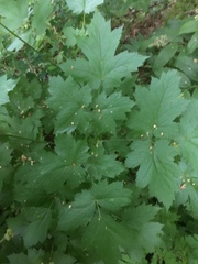 Actaea elata