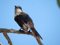 Tyrannus caudifasciatus taylori