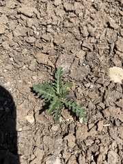 Phacelia integrifolia