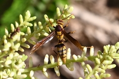 Polistes major major