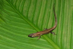 Leposoma scincoides
