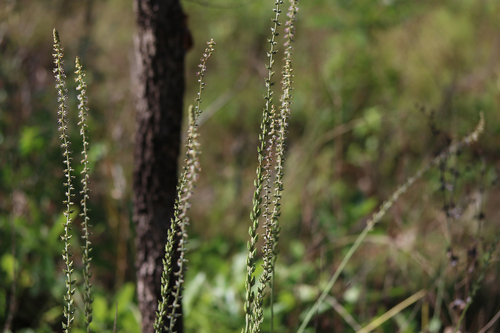 Schoenocaulon dubium image
