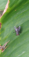 Diptera