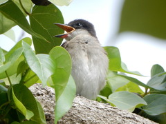 Tyrannus caudifasciatus taylori