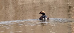 Podiceps auritus