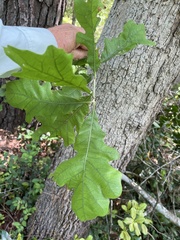 Quercus similis