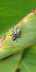 Diptera