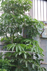 Heptapleurum actinophyllum