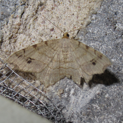 Macaria aequiferaria