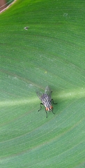 Diptera