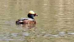 Podiceps auritus