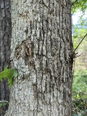 Quercus similis