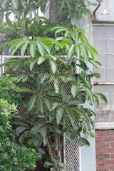 Heptapleurum actinophyllum