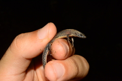 Leposoma scincoides