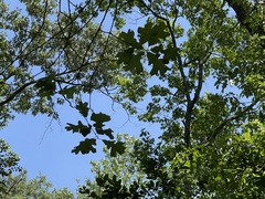 Quercus similis