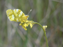 Zegris eupheme