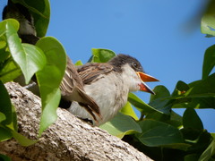Tyrannus caudifasciatus taylori